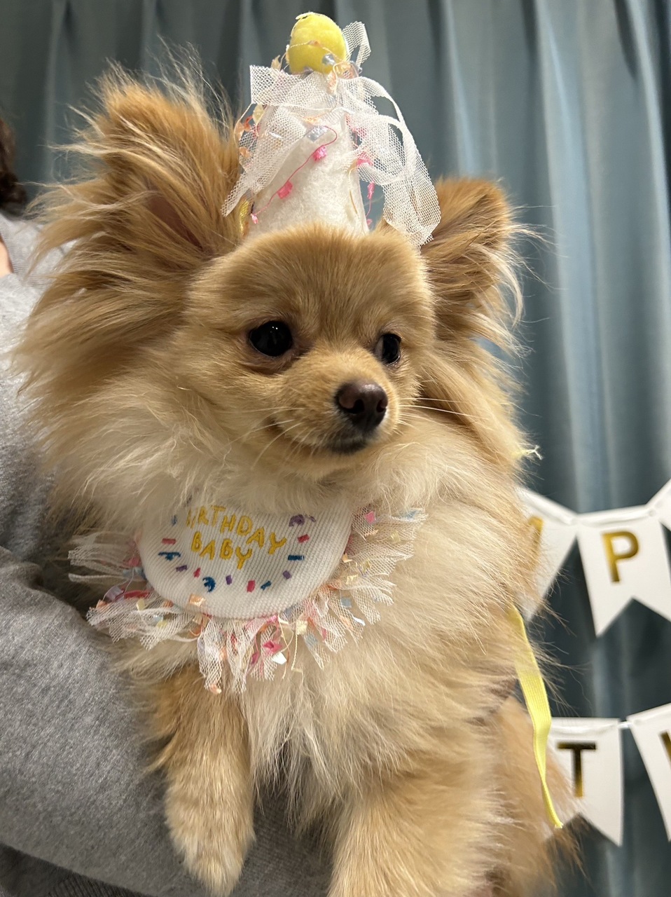 大沼 晶保｜ぷぐまる1歳になりました🎂（2024-12-27）