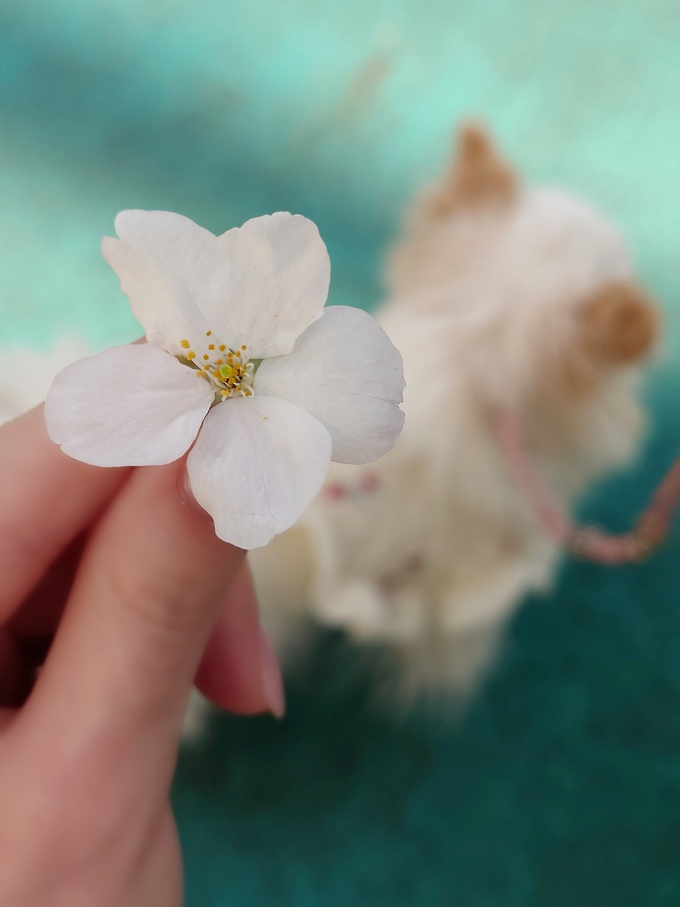 守屋 麗奈｜久しぶりの晴れ（2025-04-04）