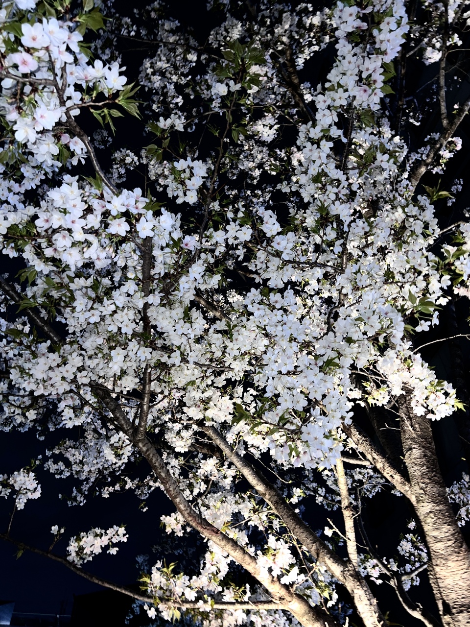 遠藤 光莉｜#235. 櫻が咲く頃🌸（2025-04-16）