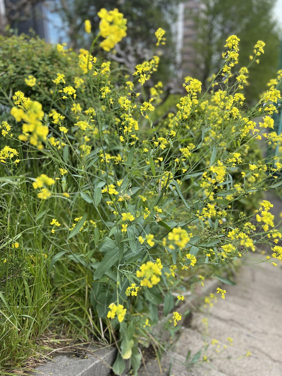遠藤 光莉｜#276. たくさんの質問ありがとう☺︎（2025-05-27）