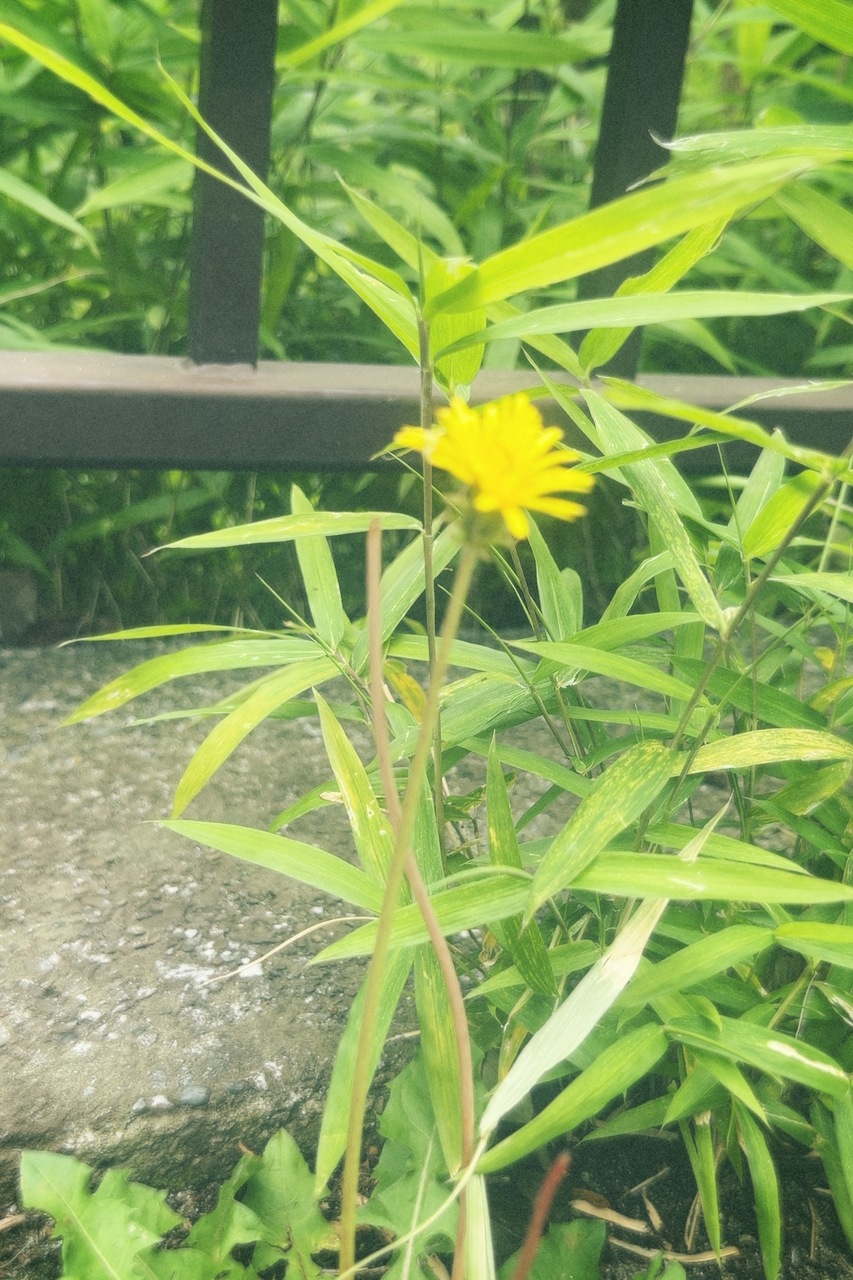 遠藤 光莉｜#279. ♬"ねえ あなたわかってるの？"（2025-05-30）