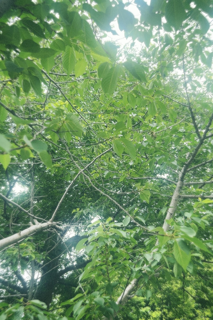 遠藤 光莉｜#285. よん🌸✨（2025-06-07）