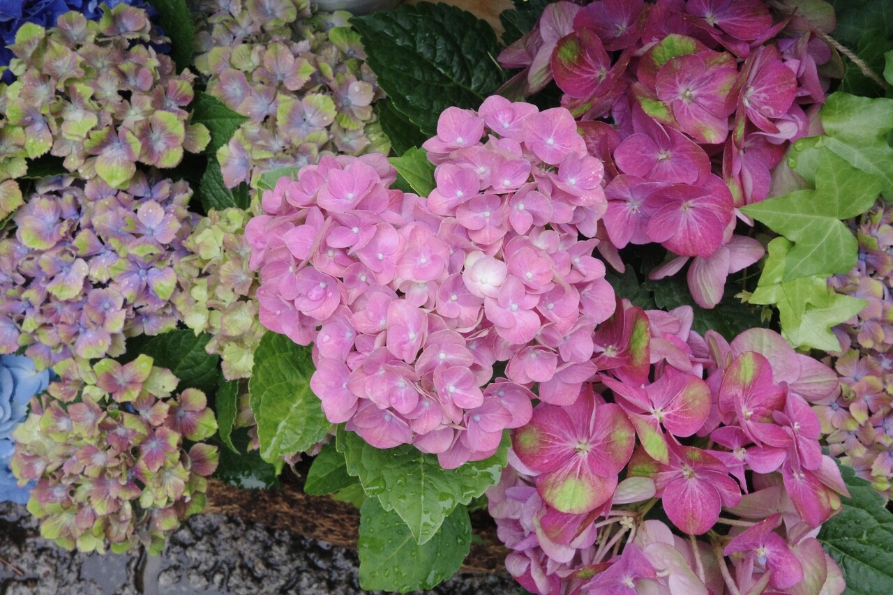 森田 ひかる｜あいち！フクオカ！広島！（2025-06-10）