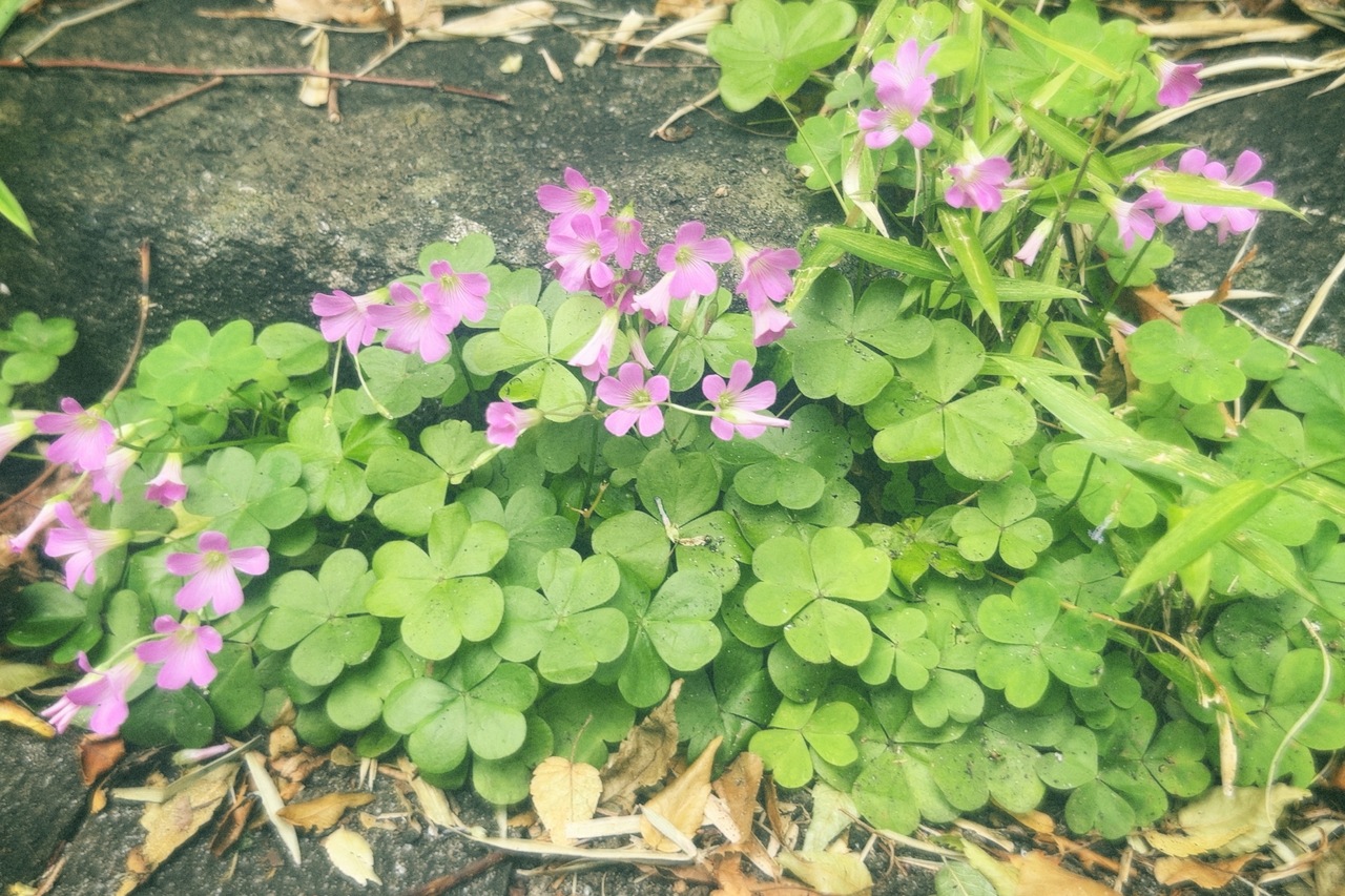 遠藤 光莉｜#290. はっきりとしないのは天気も気持ちも同じ（2025-06-14）