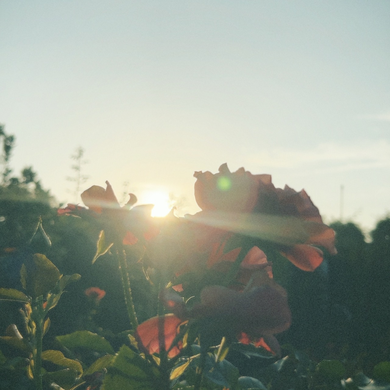 遠藤 光莉｜#302. 七月🎋（2025-07-01）