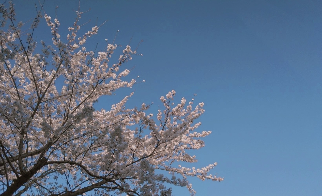 山川 宇衣｜あの日見た櫻（2026-02-04）