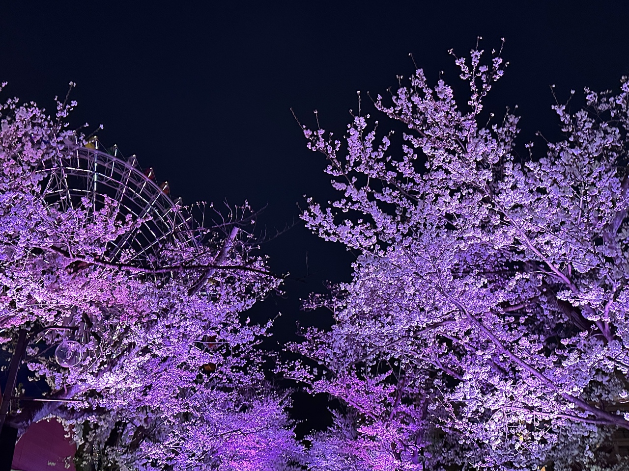 的野 美青｜四月！（2026-04-02）