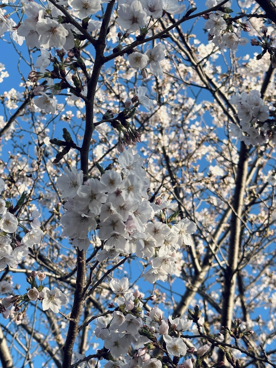 森田 ひかる｜桜（2026-04-07）