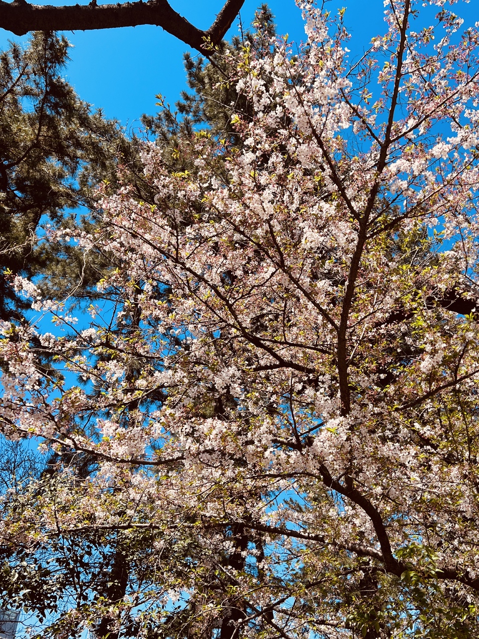 遠藤 光莉｜#386. アニラまであと２日🌸（2026-04-09）