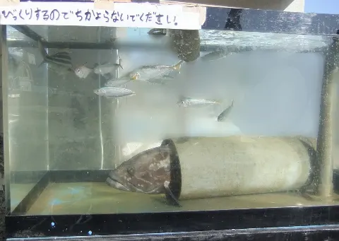 大沼 晶保｜火を吹いたら口の中こげちゃった設定（2020-11-22）｜3枚目