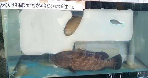 大沼 晶保｜火を吹いたら口の中こげちゃった設定（2020-11-22）｜4枚目