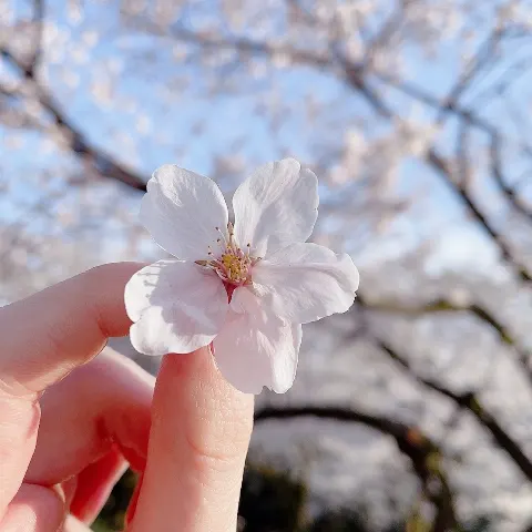 守屋 麗奈｜🌸（2021-04-03）