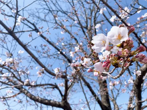 森田 ひかる｜葉桜（2021-04-09）