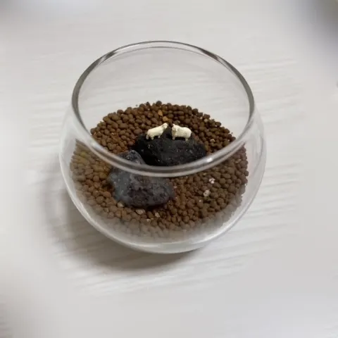 大園 玲｜寝る前には明日の朝ごはんに何（2021-07-09）
