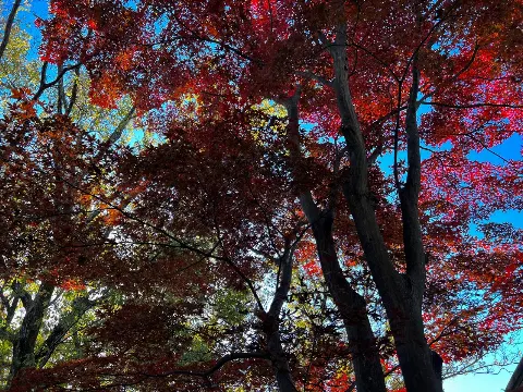 森田 ひかる｜紅葉（2021-12-01）