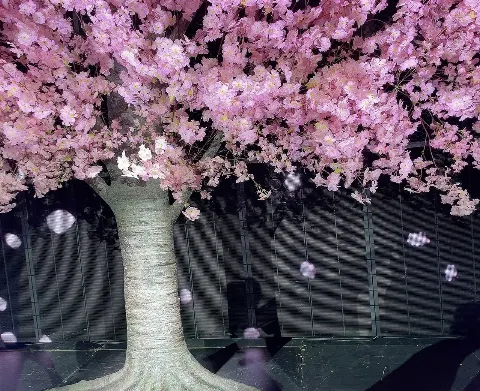 増本 綺良｜1周年🌸（2021-12-15）｜10枚目