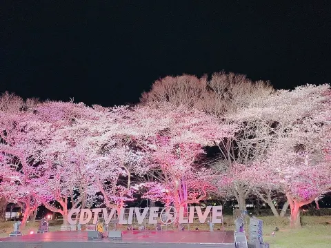 森田 ひかる｜夜桜（2022-03-29）｜4枚目