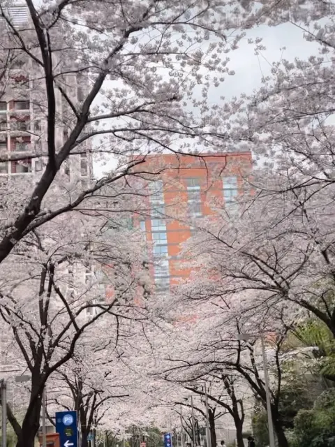 守屋 麗奈｜夜桜（2023-03-28）｜3枚目