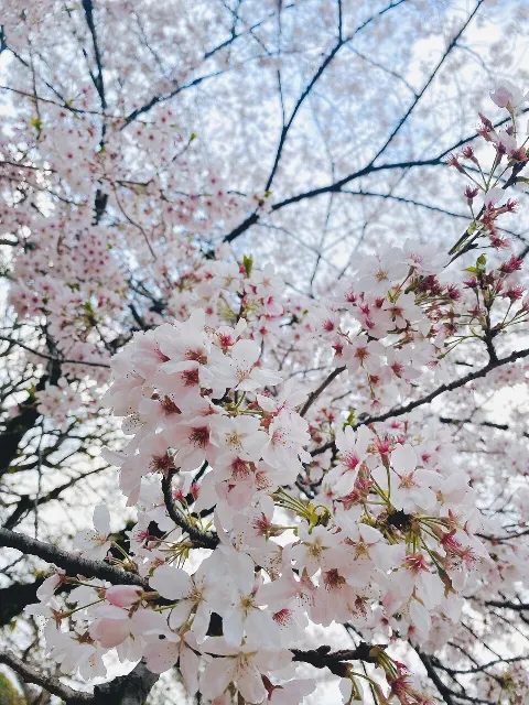 森田 ひかる｜春（2023-04-10）