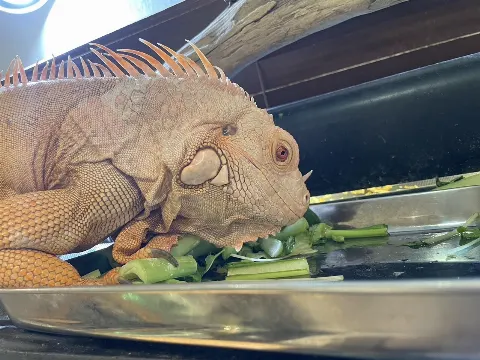 増本 綺良｜🦎YouTube🦎（2023-05-22）｜6枚目