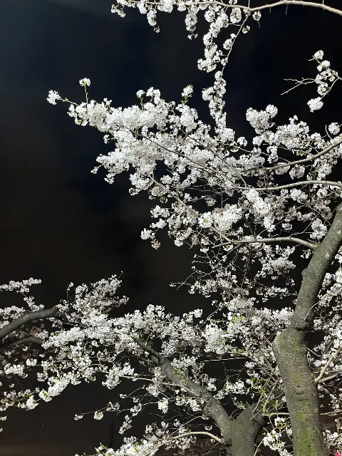 村井 優｜桜（2024-04-06）｜5枚目