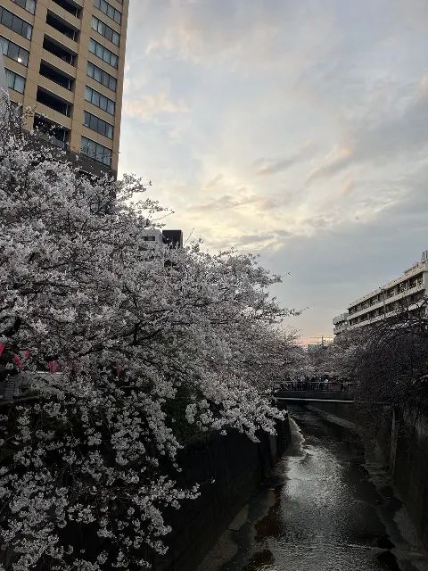 村井 優｜桜（2024-04-06）｜6枚目