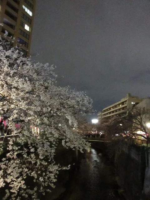 村井 優｜桜（2024-04-06）｜7枚目