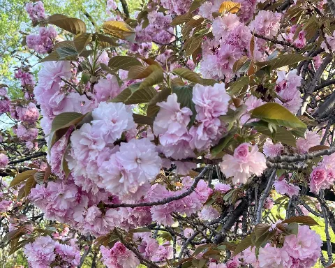 石森 璃花｜切りすぎた前髪を探したいところだけど、出来るだけ視界を明るく…（2024-04-15）｜3枚目