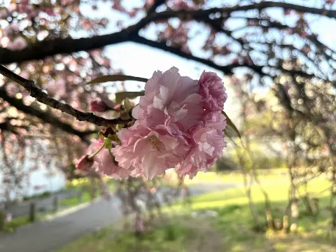 石森 璃花｜切りすぎた前髪を探したいところだけど、出来るだけ視界を明るく…（2024-04-15）｜9枚目
