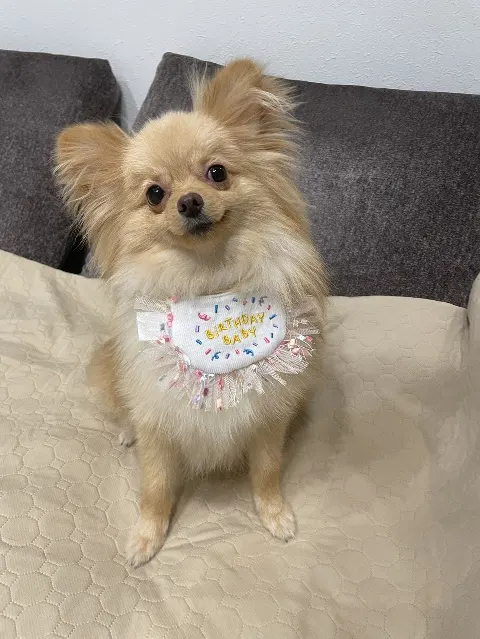 大沼 晶保｜ぷぐまる1歳になりました🎂（2024-12-27）｜2枚目