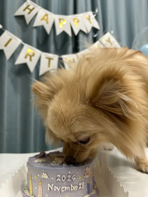 大沼 晶保｜ぷぐまる1歳になりました🎂（2024-12-27）｜3枚目