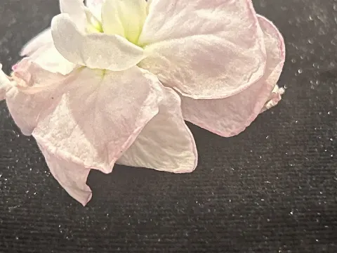 大園 玲｜（2025-02-22）｜57枚目