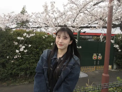 村井 優｜桜（2025-04-11）｜3枚目