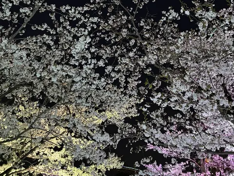 村井 優｜桜（2025-04-11）｜8枚目