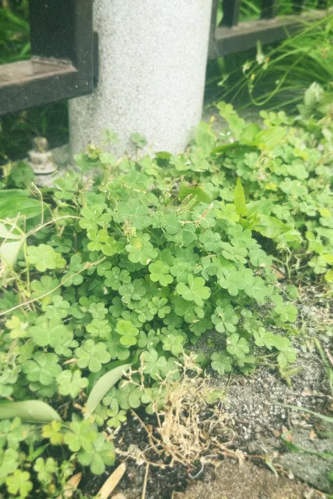 遠藤 光莉｜#290. はっきりとしないのは天気も気持ちも同じ（2025-06-14）｜2枚目