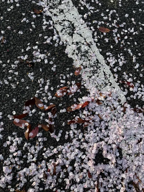 石森 璃花｜ピンクムーン、179（2026-04-03）｜2枚目
