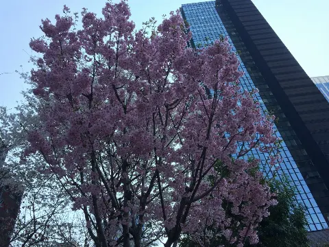 原田 葵｜さくら🌸（2018-03-31）｜3枚目