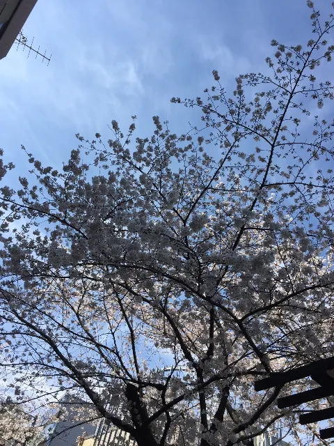 原田 葵｜さくら🌸（2018-03-31）｜4枚目