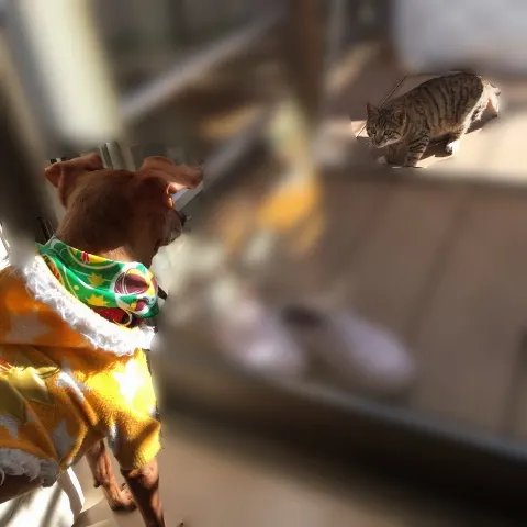 今泉 佑唯｜素敵な写真。（2016-11-17）