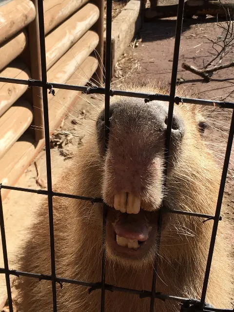 今泉 佑唯｜動物園の中で、、!（2018-05-03）
