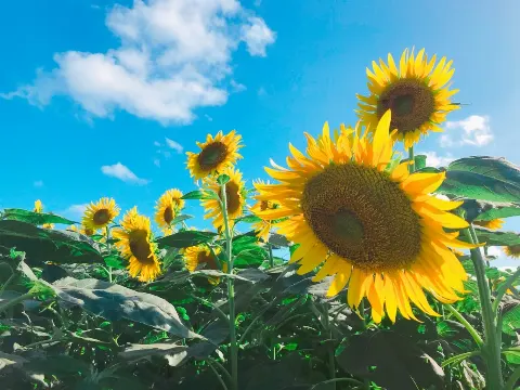 今泉 佑唯｜向日葵🌻（2018-08-24）