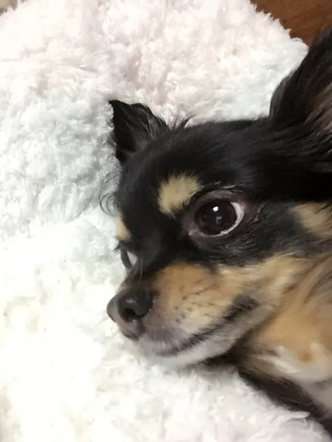 石森 虹花｜1月♡3日（2016-01-03）