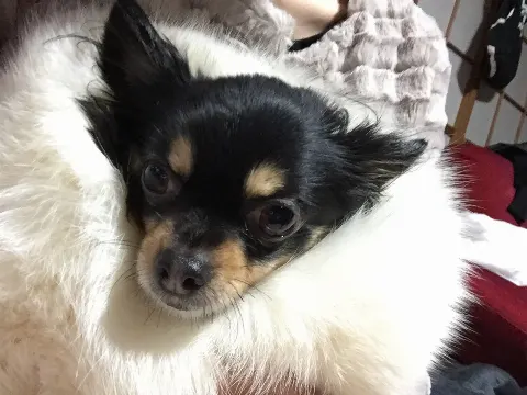石森 虹花｜成人式（2016-01-10）