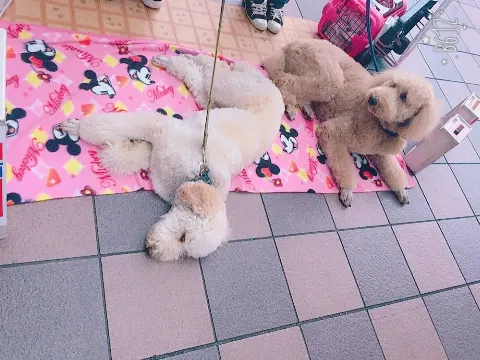 石森 虹花｜虹花からメールです\❤︎/すこーし。（2017-06-16）｜2枚目