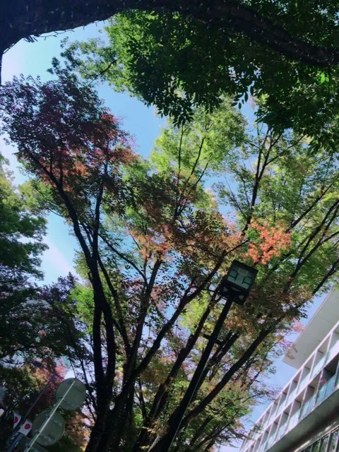 石森 虹花｜紅葉シーズン（2017-11-08）