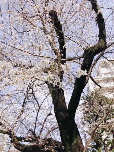 石森 虹花｜にじいろ。㊿（2018-03-24）