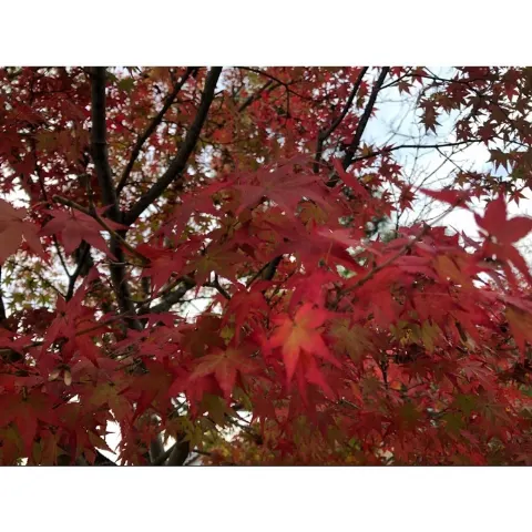 小池 美波｜☺︎︎☺︎︎☺︎︎（2018-11-09）｜2枚目
