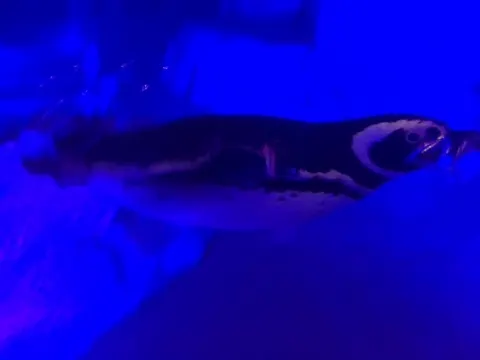 小池 美波｜水族館。（2018-06-01）