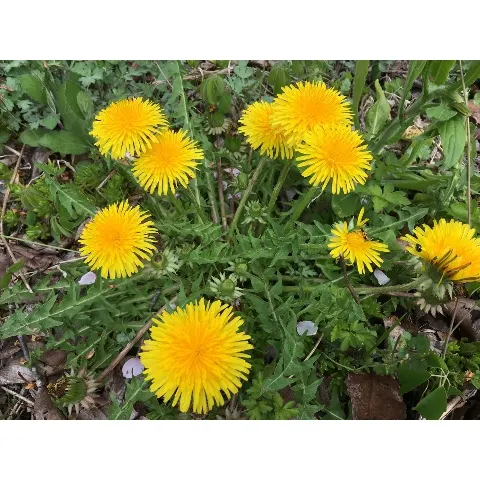 小池 美波｜花。（2017-05-06）｜2枚目