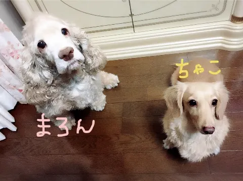 長沢 菜々香｜自己紹介（2015-11-19）